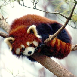 Akane's avatar